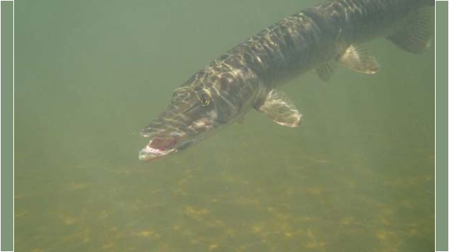 musky23