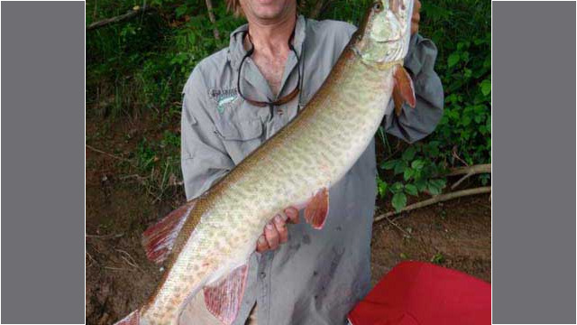 musky32